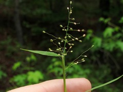 Dichanthelium longiligulatum