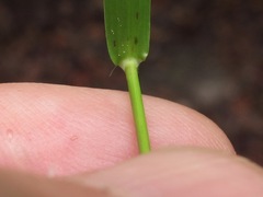 Dichanthelium longiligulatum