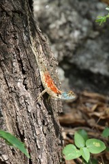 Agama montana