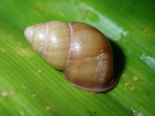 Futuna Tree Snail