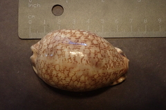Mauritia arabica