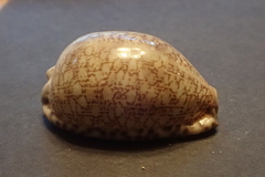 Mauritia arabica