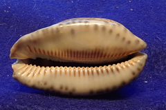 Mauritia arabica