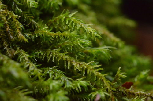 Anomodontopsis rugelii observed 2025-07-13