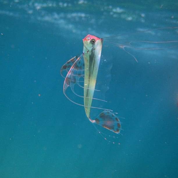 King-of-the-salmon (Trachipterus altivelis) — Trachipteridae