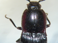 Selatosomus nigricans
