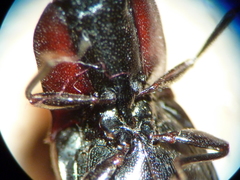 Selatosomus nigricans