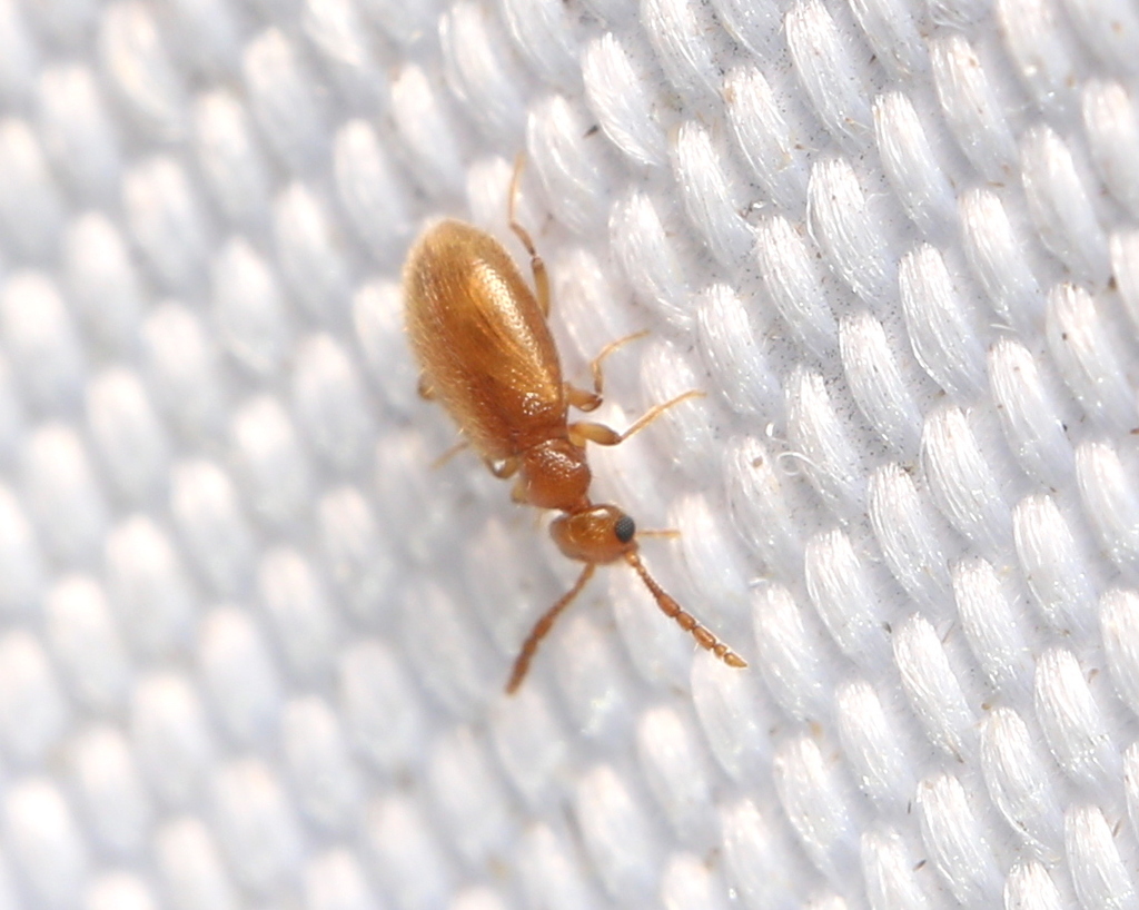 Sapintus plectilis
