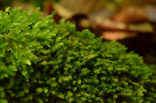 Anomodontopsis rugelii observed 2025-07-13