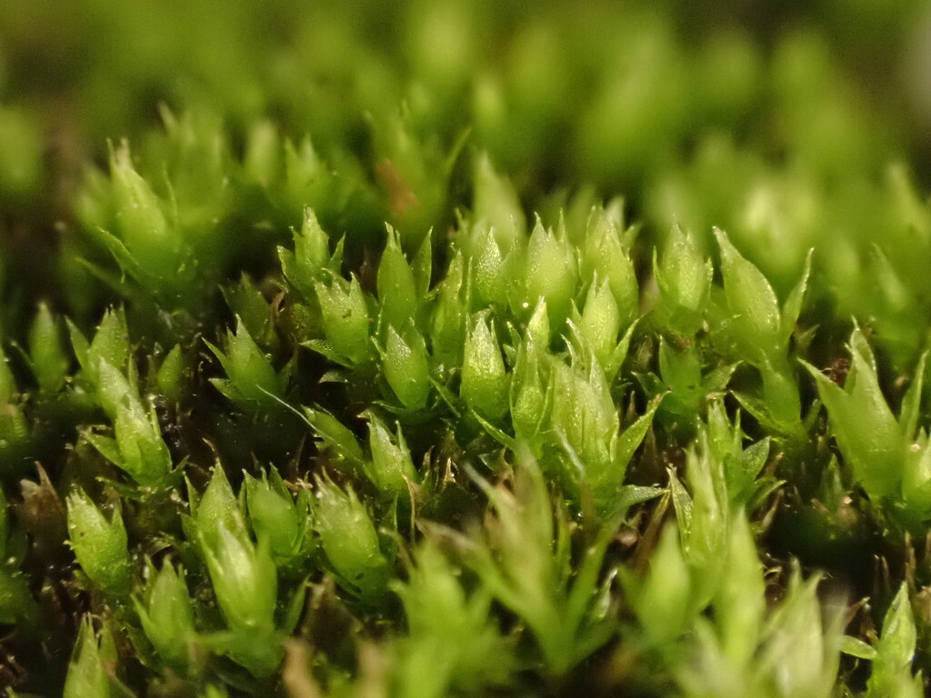 Ptychostomum bornholmense
