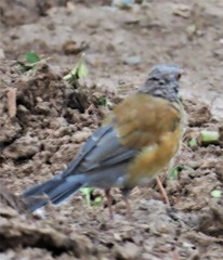 Turdus rufopalliatus