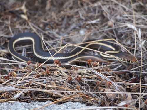 Photo of a Striped Racer (Masticophis lateralis)