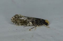 Monopis marginistrigella