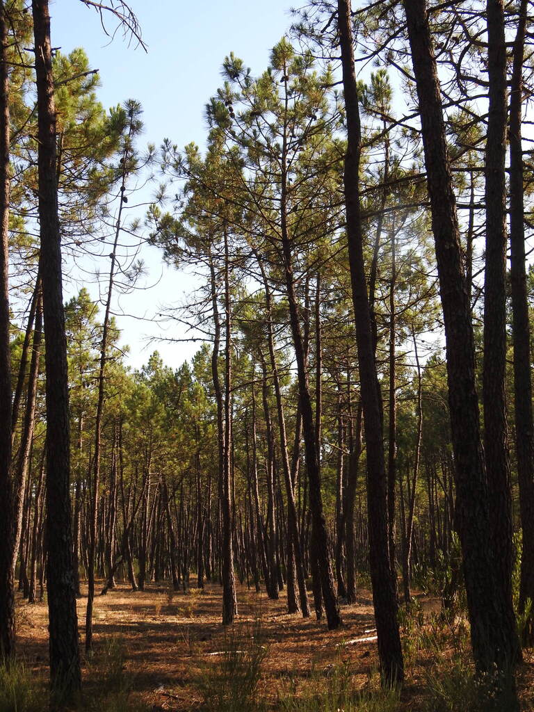 Maritime pine (Pinus pinaster)