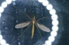 Tipula sayi