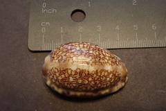 Mauritia arabica