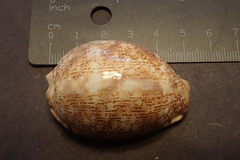 Mauritia arabica