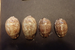 Mauritia arabica