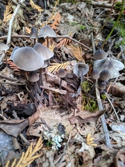 Mycena stipata