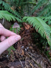 Mycena stipata
