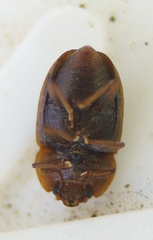Epuraea obtusicollis