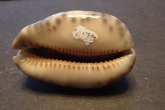 Mauritia arabica