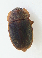 Epuraea obtusicollis