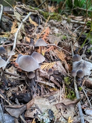 Mycena stipata