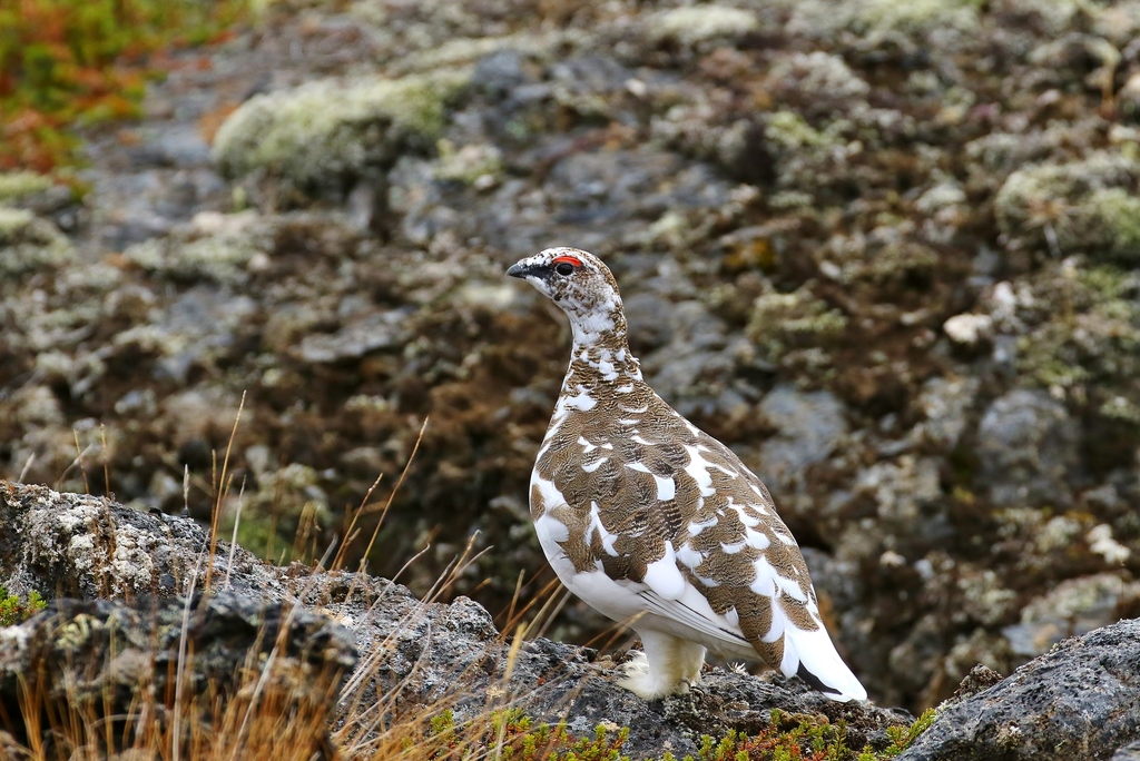 Icelandic Rock Ptarmigan