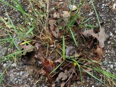 Dichanthelium angustifolium