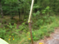 Dichanthelium angustifolium