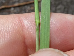 Dichanthelium angustifolium