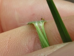 Dichanthelium angustifolium