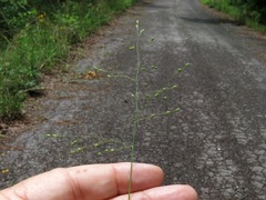 Dichanthelium angustifolium