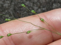 Dichanthelium angustifolium