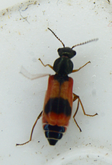 Anthocomus equestris