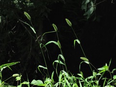 Setaria viridis viridis