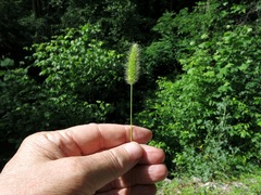 Setaria viridis viridis