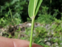 Setaria viridis viridis