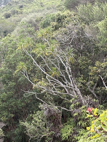 Dracaena fernaldii observed 2025-07-10