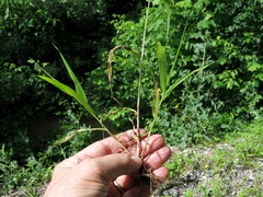 Setaria viridis viridis