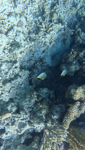 Chevron Butterflyfish (Chaetodon trifascialis)