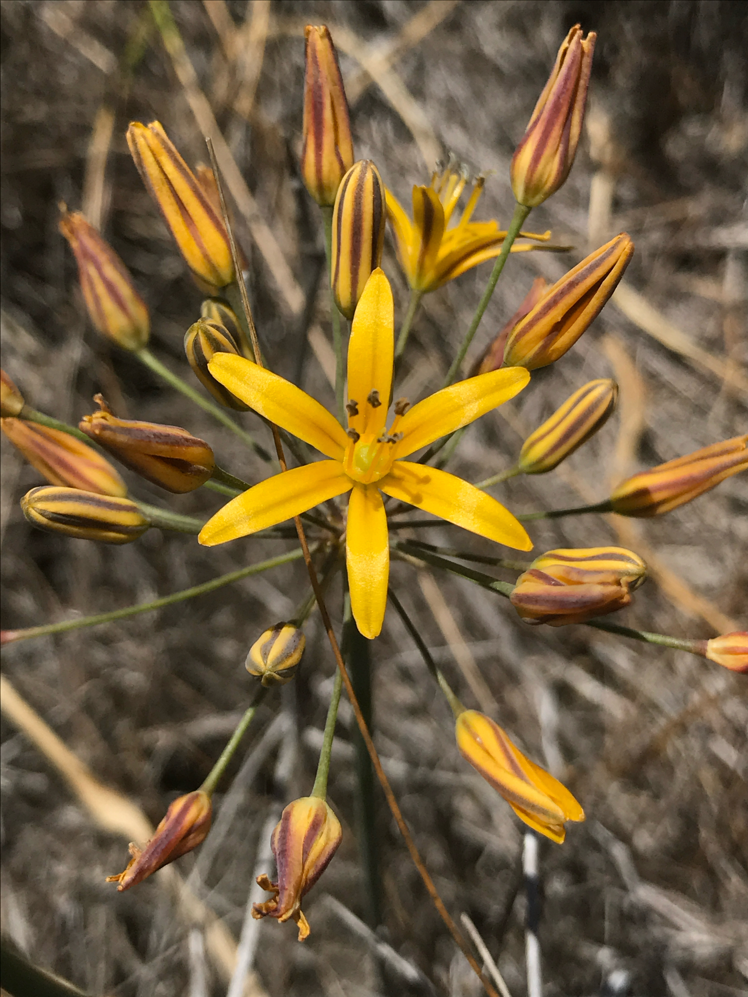 Bloomeria crocea
