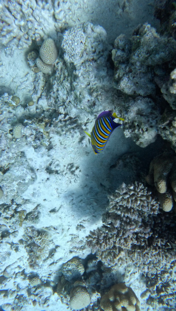 Regal angelfish