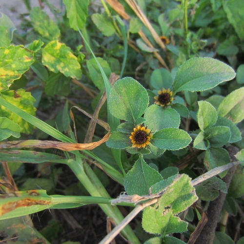 Sanvitalia ocymoides, photograph 3