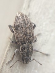 Tanymecus confusus