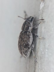 Tanymecus confusus