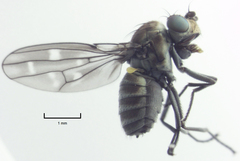 Scatella vittithorax