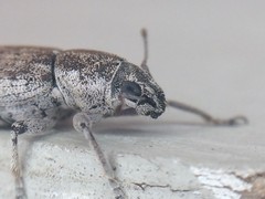 Tanymecus confusus