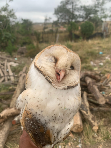 View observation of {o.common_name} on iNaturalist